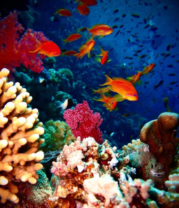 Straits of Tiran - Sea Dancer Dive Center