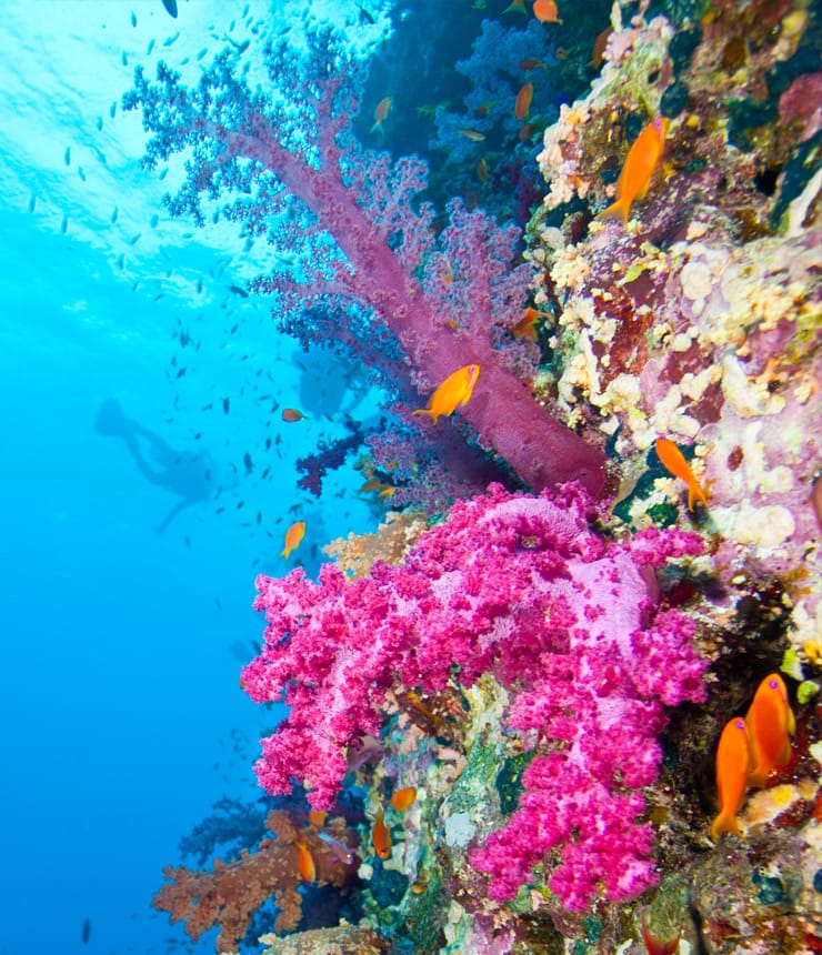 Liveaboard safaris from Dahab - Sea Dancer Dive Center